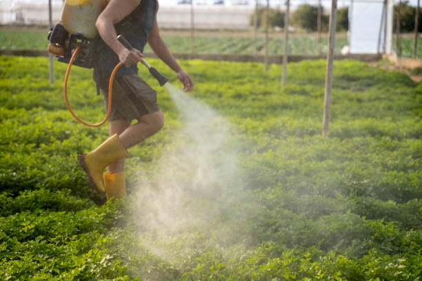 Wasp Removal Services in Bluefield, VA