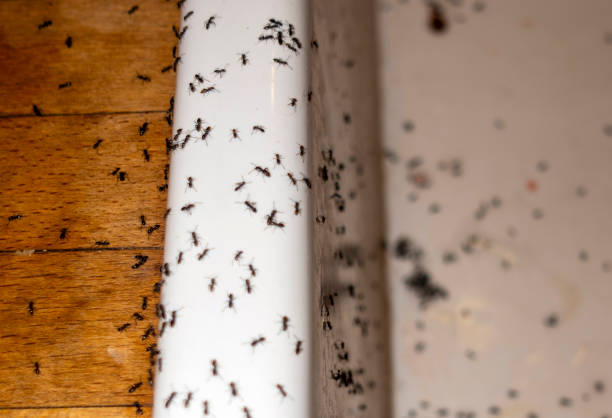 Best Bed Bug Extermination  in Bluefield, VA